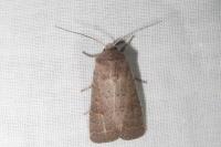 Hoplodrina