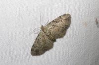 Pasiphila rectangulata