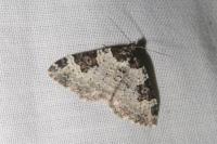 Xanthorhoe fluctuata