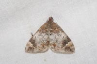 Dysstroma truncata