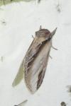 Pheosia tremula