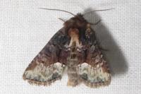 Oligia latruncula/strigilis/versicolor