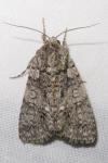 Acronicta rumicis