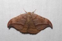 Drepana curvatula