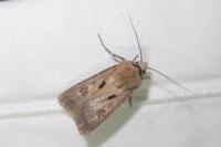 Agrotis exclamationis