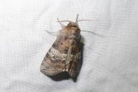 Tethea ocularis