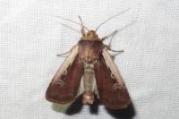 Ochropleura plecta