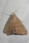 Herminia tarsipennalis