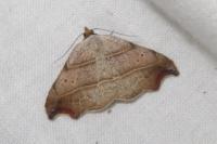 Laspeyria flexula