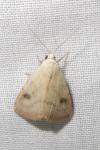 Rivula sericealis