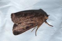 Xestia xanthographa
