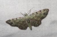 Pasiphila rectangulata