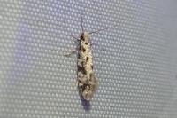 Nemapogon inconditellus