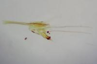Nemapogon inconditellus