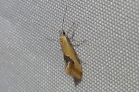 Batia lambdella