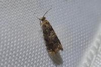 Grapholita janthinana
