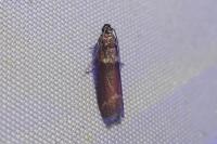 Cryptoblabes bistriga