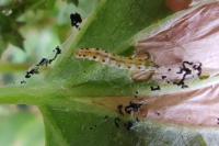 Bedellia somnulentella