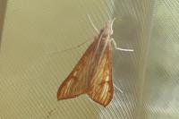 Antigastra catalaunalis