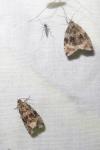Celypha lacunana