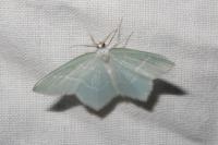 Jodis lactearia