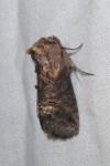 Abrostola triplasia