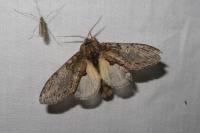Peridea anceps
