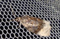 Apotomis betuletana