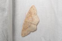 Cyclophora porata