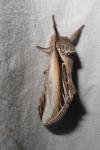 Pheosia tremula