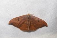 Watsonalla binaria