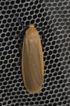 Katha depressa