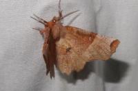 Selenia lunularia