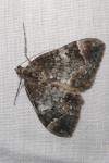 Dysstroma truncata