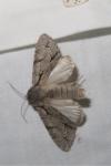 Acronicta psi/tridens