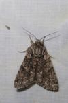 Acronicta rumicis