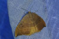 Watsonalla binaria
