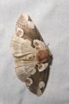 Thyatira batis