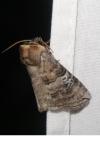 Tethea ocularis
