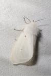 Diaphora mendica