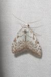 Nola confusalis