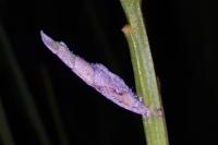 Coleophora calycotomella