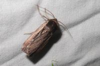 Ochropleura leucogaster