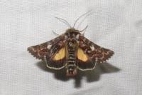 Anarta myrtilli