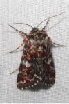 Anarta myrtilli