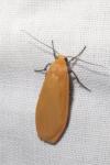 Wittia sororcula