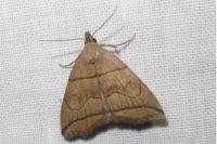 Herminia grisealis