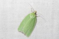Tortrix viridana