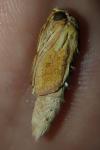 Mythimna vitellina