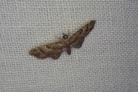 Gymnoscelis rufifasciata